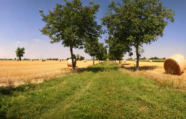 Grass, trees, field, stack, hay, alley