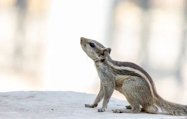 Pose, Chipmunk, sitting, light background, looking up