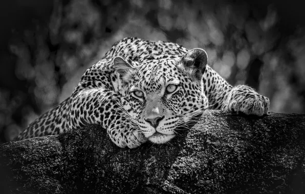 Cat, cat, leopard, black and white photo