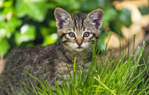 Picture portrait, face, wild forest cat, grass, kitty