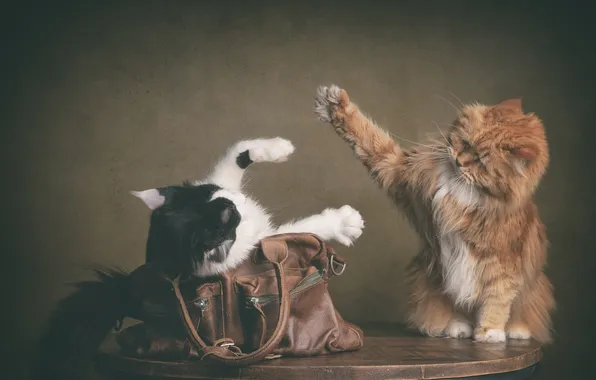 Cat, cat, cats, pose, table, black and white, cats, the game