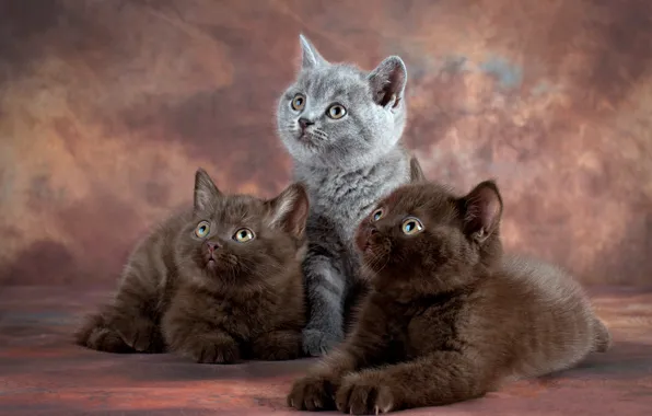 Look, cats, kitty, grey, kittens, trio, photoshoot, British