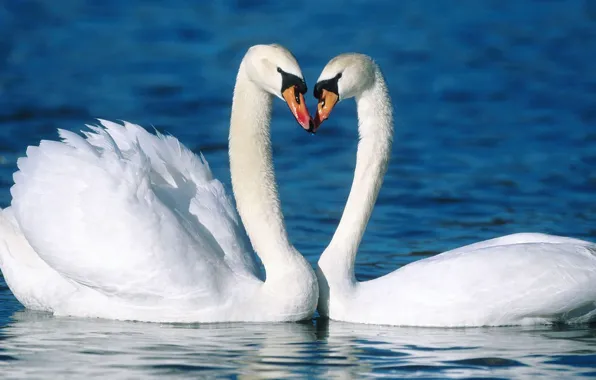 Water, love, birds, loyalty, pair, Swan, swans, beautiful