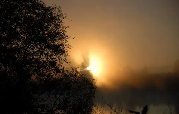 FOREST, TREE, POND, SUNSET, LIGHT, RAYS, SHADOWS, SILHOUETTES