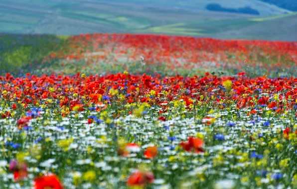 Field, summer, flowers, hills, bright, Maki, chamomile, beauty