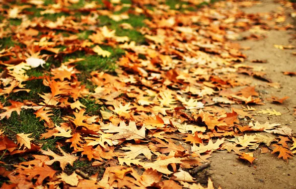 Autumn, leaves, oak