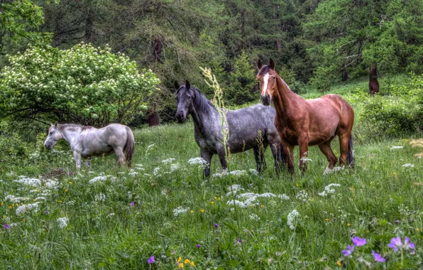 Forest, grass, flowers, horses, horse, lawn