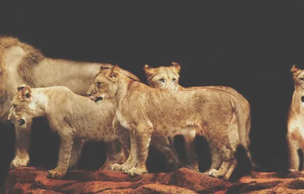 Animals, lions, pride