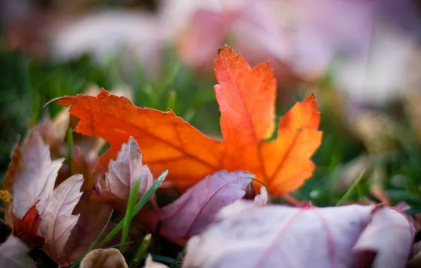 Picture autumn, grass, color, macro, nature, photo, background, Wallpaper