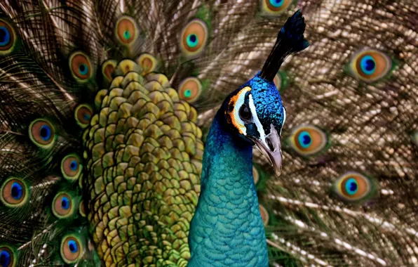 Picture look, bird, beauty, peacock, bird, beauty, look, bright plumage