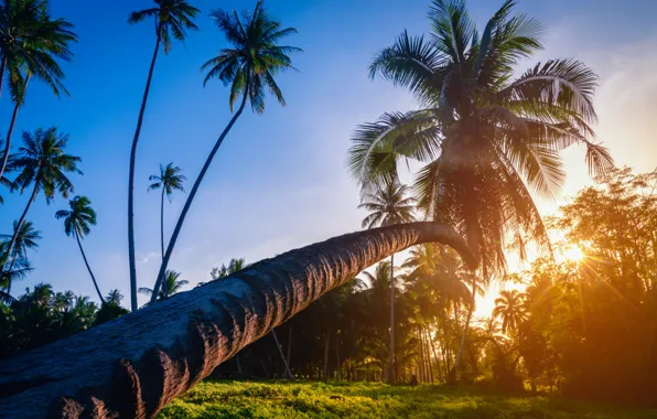 Sand, sea, wave, beach, summer, the sky, palm trees, shore