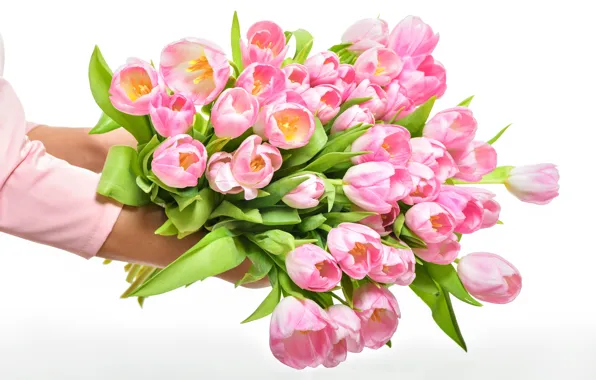 Leaves, flowers, bouquet, hands, tulips, white background, pink, buds