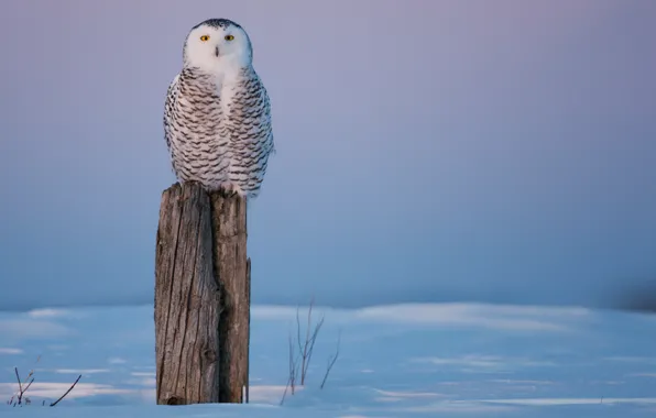 Cold, winter, snow, owl, bird, stump, stump