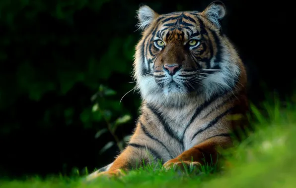 Picture grass, look, face, nature, tiger, the dark background, portrait, paws