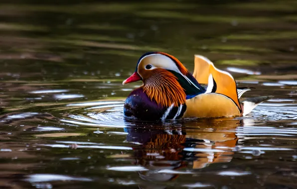 Picture water, reflection, duck, pond, swimming, bright plumage, tangerine