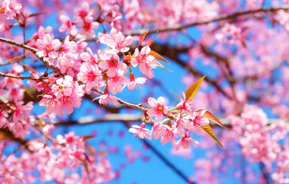 The sky, branches, spring, Sakura, flowering, pink, blossom, sakura