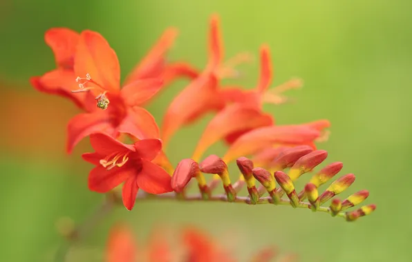 Macro, bokeh, CROCOSMIA