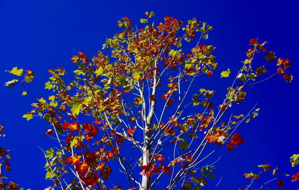 Autumn, the sky, leaves, trees, branches
