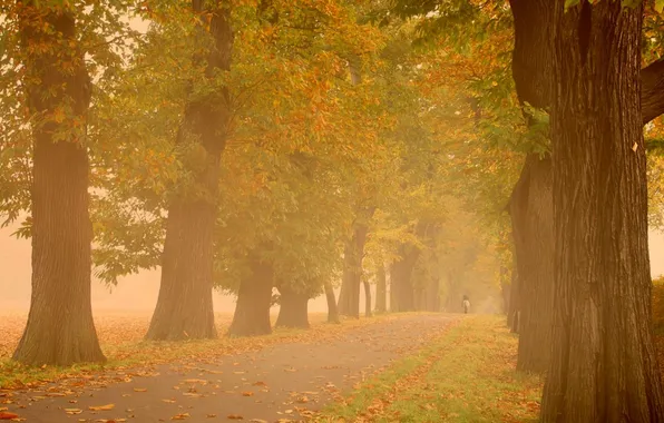 Autumn, trees, fog, Park, mood, haze, walk, autumn Wallpaper