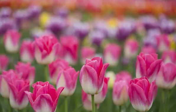 Field, petals, garden, meadow, tulips