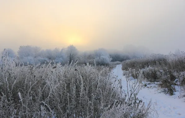 Winter, field, fog, morning