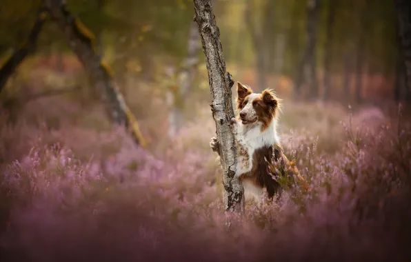 Picture tree, glade, dog, Heather, The border collie