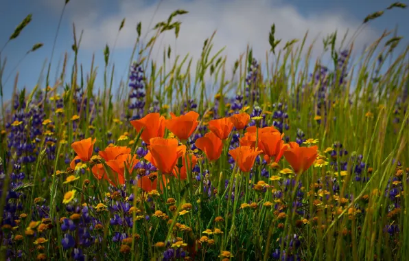 Picture field, flowers, chamomile, spikelets, escholzia California