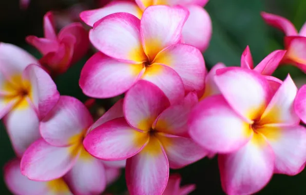 White, flowers, pink, beauty, exotic, plumeria, frangipani