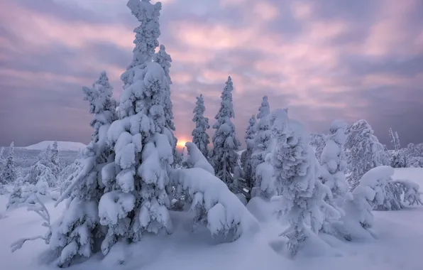 Picture winter, snow, trees, landscape, nature, dawn, ate, the snow