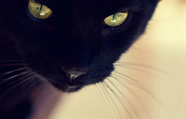 Picture cat, cat, face, black
