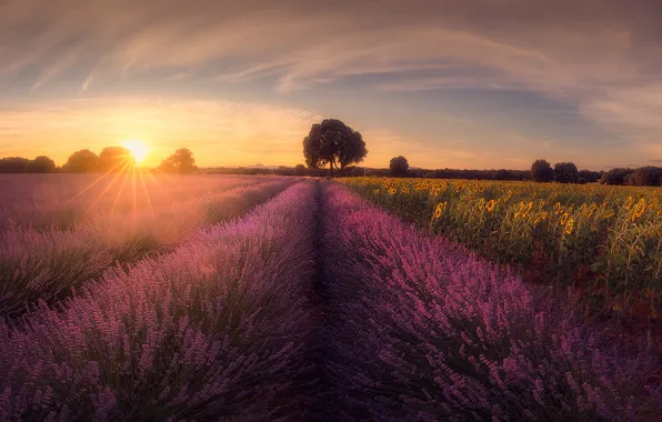 The sun, clouds, rays, flowers, tree, morning, lavender, plantation