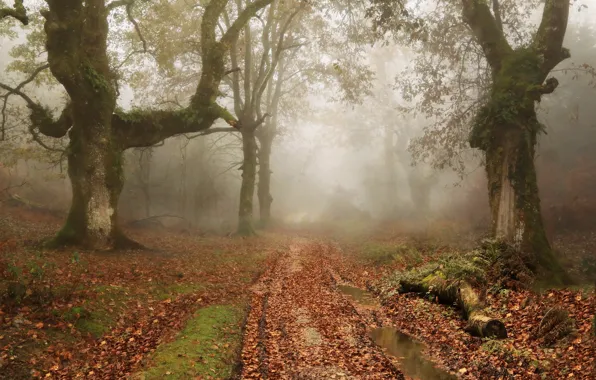 Road, autumn, forest, trees, branches, nature, fog, foliage