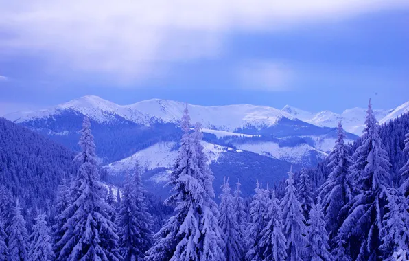 Winter, the sky, clouds, snow, trees, landscape, mountains, spruce
