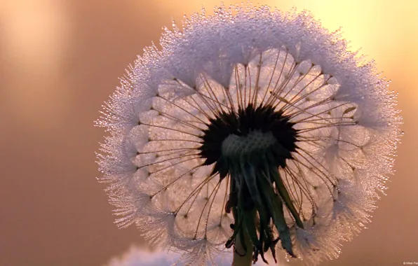 Picture flowers, dandelion, beautiful
