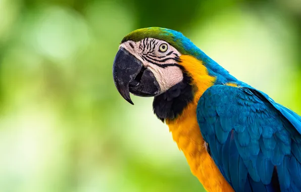 Picture look, blue, yellow, green, background, bird, portrait, parrot