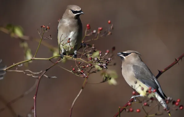 Birds, branches, berries, background, two, fruit, pair, the Waxwing
