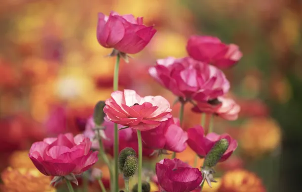 Pink, Ranunculus, Buttercup