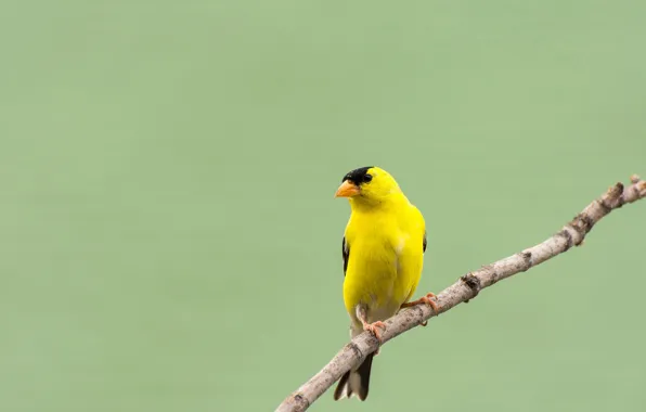 Bird, branch, goldfinch