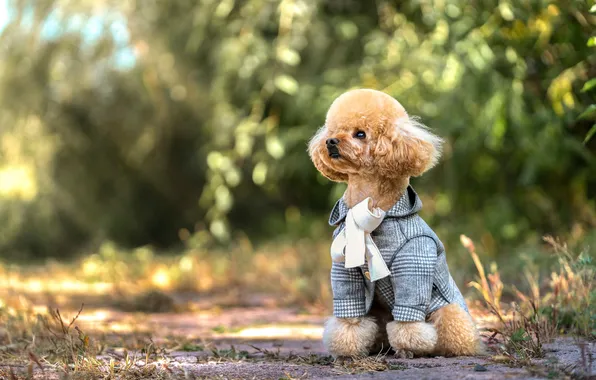 Look, light, nature, Park, glade, clothing, dog, costume