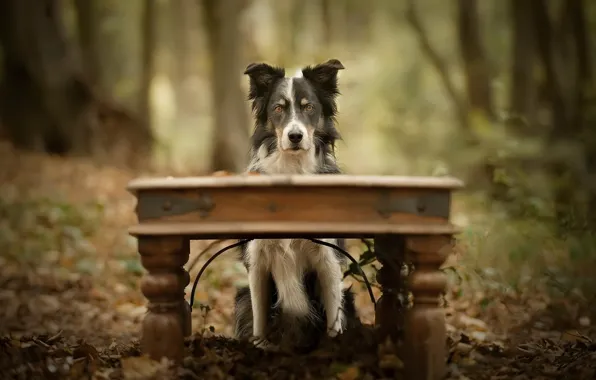 Look, each, dog