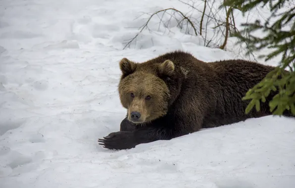 Winter, look, face, snow, branches, nature, pose, bear
