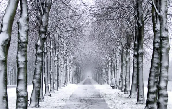 Winter, trees, Park