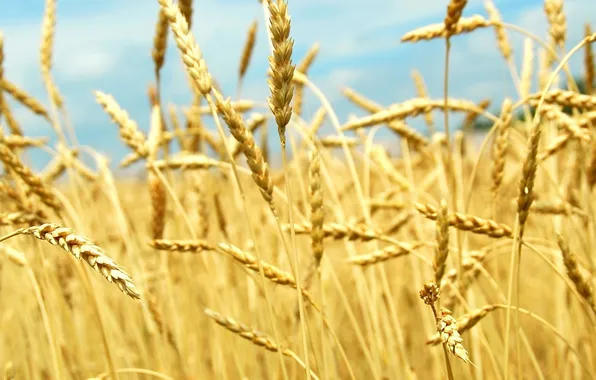Field, the sky, the sun, nature, spikelets, day, grains, culture