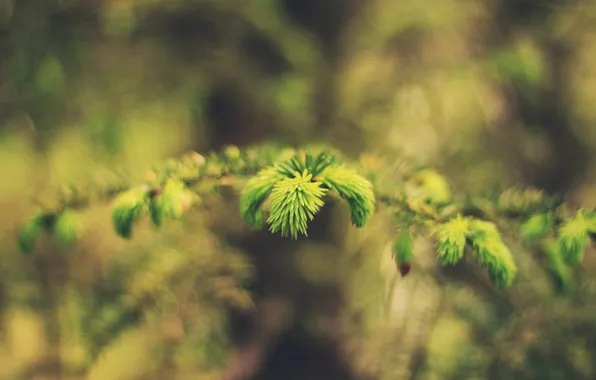 Leaves, needles, branch, green