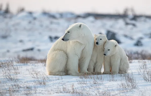 Picture winter, snow, bears, bear, Polar bears, Polar bears