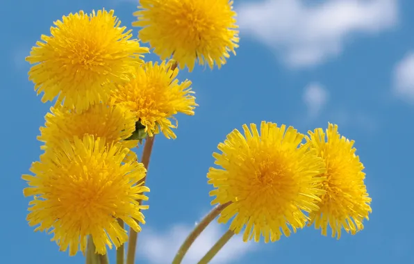 Picture summer, the sky, clouds, flowers, yellow