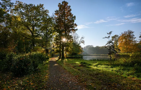 Picture autumn, forest, the sky, grass, leaves, the sun, rays, trees