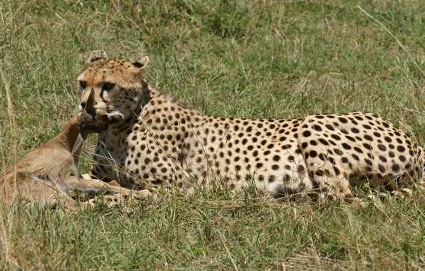 Picture cat, grass, the sun, Cheetah, hunting, antelope, carcass
