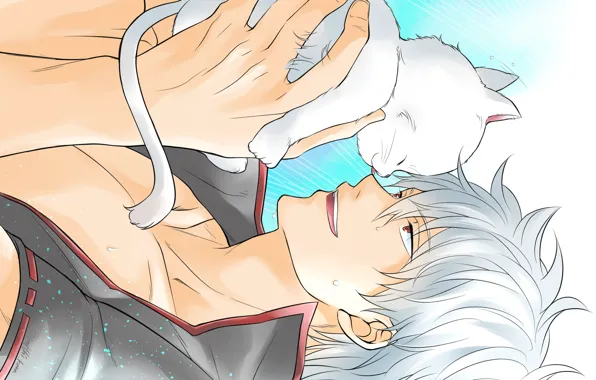 Cat, cat, anime, guy, kitty, Gintama, Sakata Gintoki, Gintoki