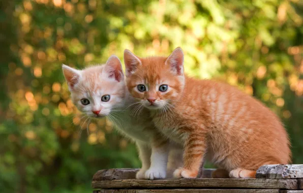 Look, light, cats, nature, pose, kitty, Board, red